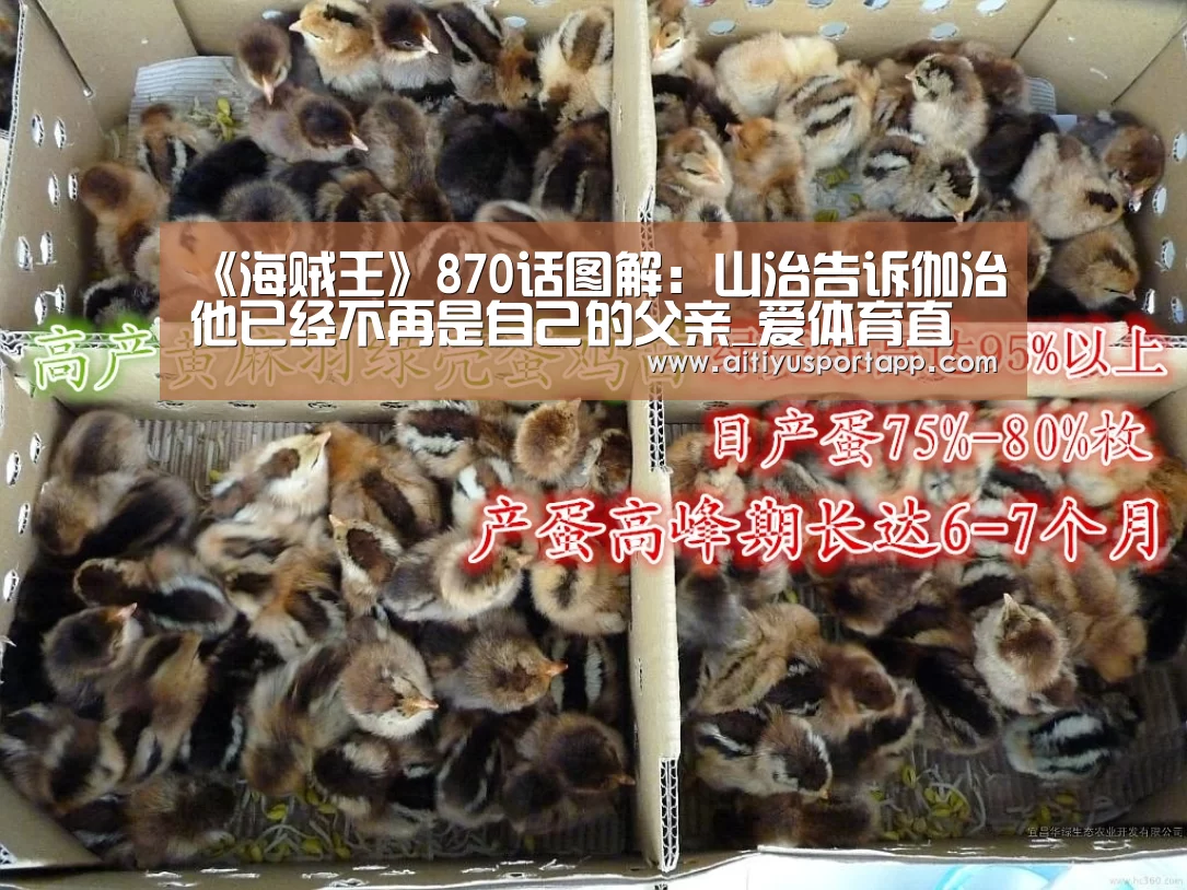 《海贼王》870话图解:山治告诉伽治他已经不再是自己的父亲_爱体育直播(图1) 爱体育官方